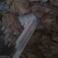 PVC polichlorek winylu: PVC