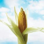 Bioplastics market is still growing