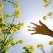Arnitel Eco: new bio-based plastics launched by DSM