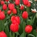 New packagings will protect flowers