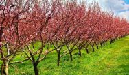 Biodegradable mulch films supported in revision of EU Fertilisers Regulation