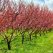 Biodegradable mulch films…