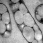 Polacy badają biopolimery wytwarzane przez bakterie