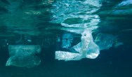 Na szczycie G7 podpisano Ocean Plastics Charter