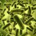 Velox na targach Compounding…