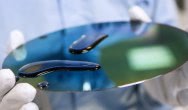 BASF boosts capacity for highly chromatic yellow pigments