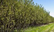 A new cash flow to local farmers