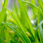 BASF stawia na Ecovio i Ecoflex