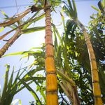 Dow Chemical i Mitsui inwestują na rynku biopolimerów