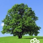 Symphony signs exclusive 20-year distribution agreement for China