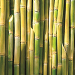 Bioplastiki do produkcji opakowań kartonowych