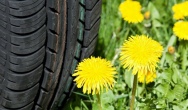 Russian Dandelions as a source of natural rubber for Sumitomo