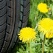Russian Dandelions as a source of natural rubber for Sumitomo